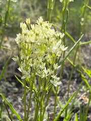 Frasera albicaulis