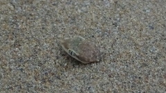 Stenodactylus doriae