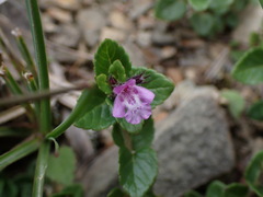 Clinopodium laxiflorum