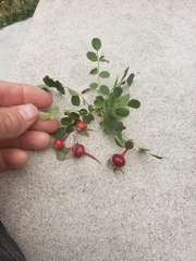 Rosa