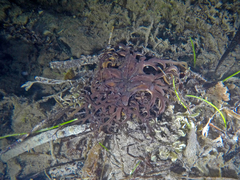 Astrophyton muricatum