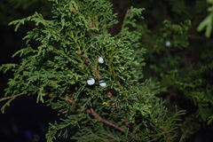 Juniperus monticola