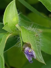 Commelina forskaolii