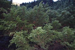 Juniperus monticola