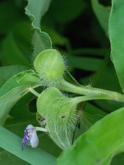 Commelina forskaolii