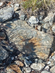 Chorthippus cialancensis