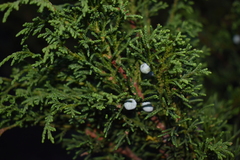 Juniperus monticola