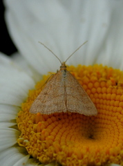 Psammotis pulveralis