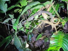 Parapachymorpha dentata