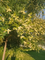 Styphnolobium japonicum