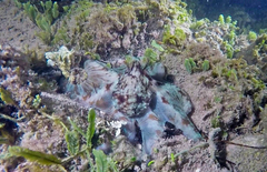 Octopus briareus