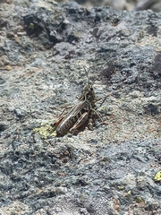 Chorthippus cialancensis