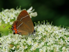 Satyrium prunoides