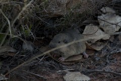 Thomomys