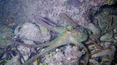 Octopus briareus