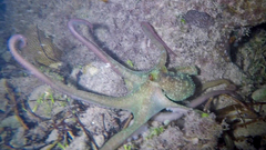 Octopus briareus