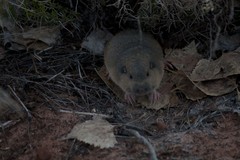 Thomomys