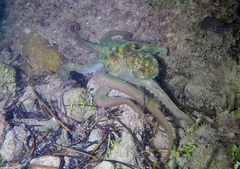 Octopus briareus