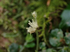 Elatostema obtusum trilobulatum
