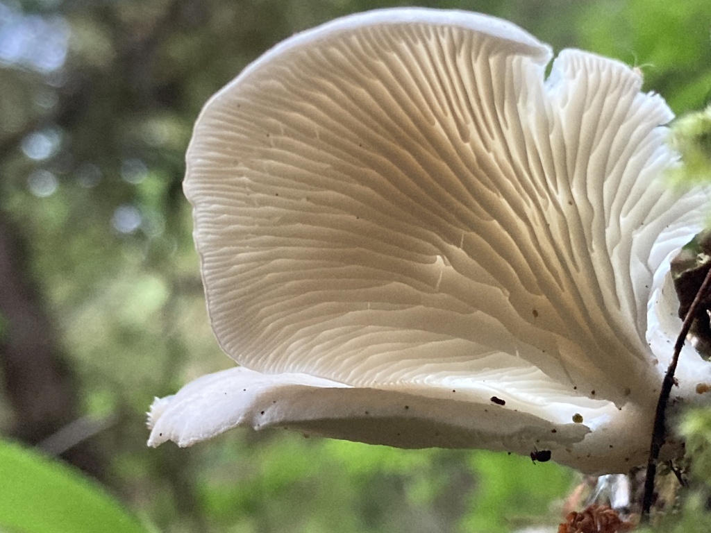 Oyster Mushroom from Haida Gwaii, Queen Charlotte, BC, CA on July 31