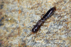 Diglotta