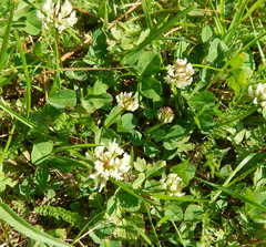 Trifolium repens