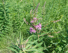 Chamaenerion angustifolium