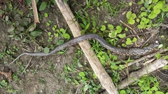 Bothrops osbornei