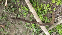 Bothrops osbornei