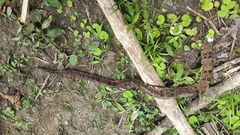 Bothrops osbornei