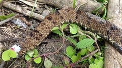 Bothrops osbornei