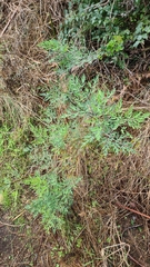 Notobubon gummiferum