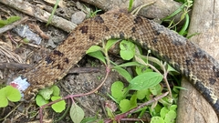 Bothrops osbornei
