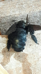 Xylocopa grisescens