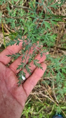 Notobubon gummiferum