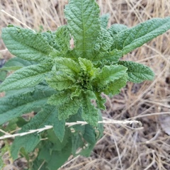 Ambrosia trifida