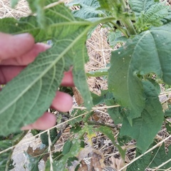 Ambrosia trifida