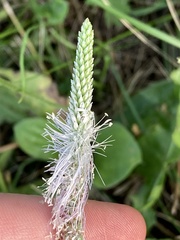Plantago media