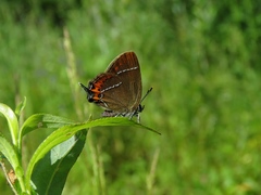 Satyrium prunoides