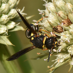 Euodynerus castigatus