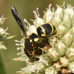 Euodynerus castigatus