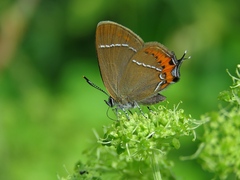 Satyrium prunoides