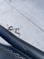 Stagmomantis