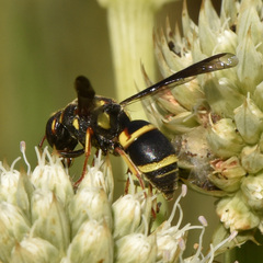 Euodynerus castigatus