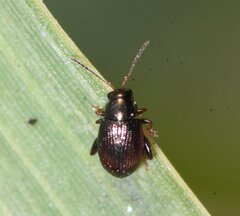 Chaetocnema