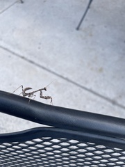 Stagmomantis