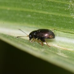 Chaetocnema