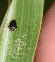 Chaetocnema