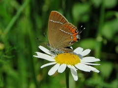 Satyrium prunoides