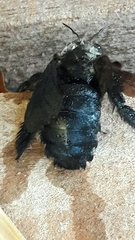 Xylocopa grisescens